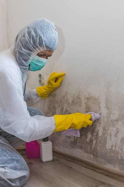 Best Basement Mold Removal  in Boonville, NC