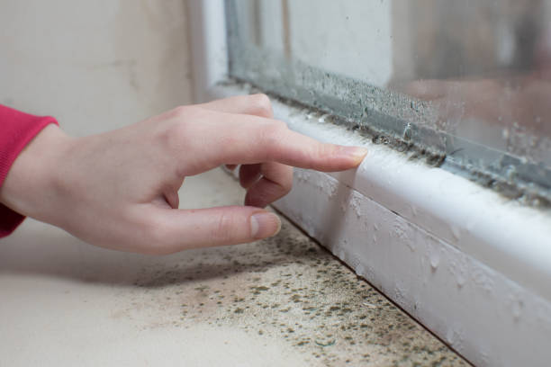 Best Black Mold Removal  in Boonville, NC